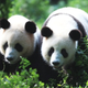 Illustration for article titled Once again, pandas prove they have the world's most byzantine mating habits